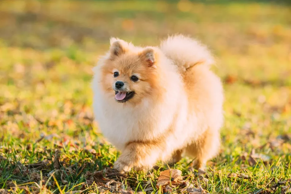 Pjusket Pomeranian går sig en tur i græsset