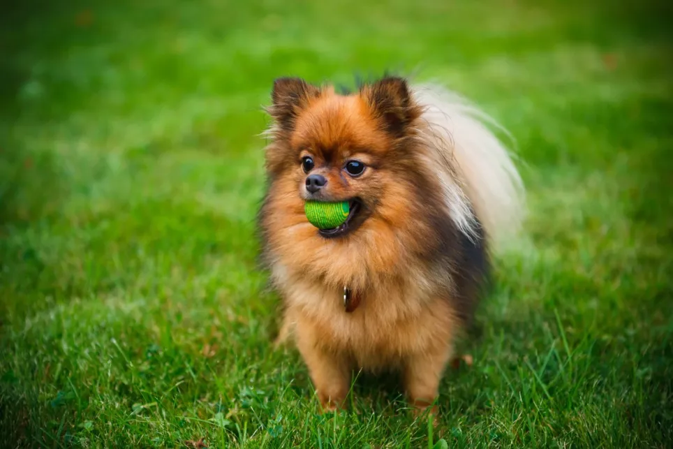 Pomeranian med en grøn bold i munden