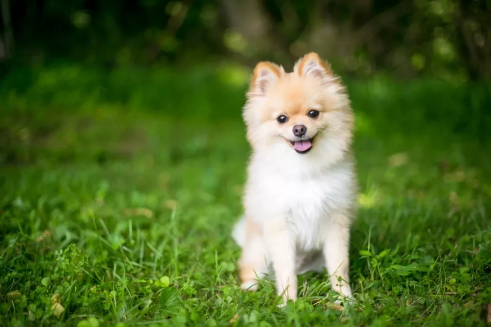 Portræt af en Pomeranian der sidder på græsset