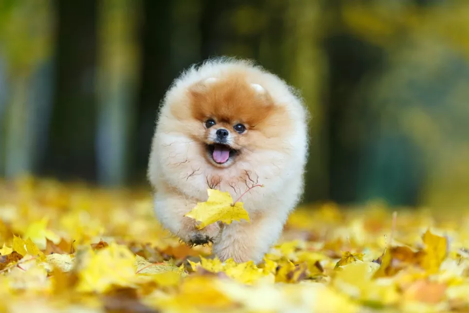 Sød Pomeranian løber mellem blade