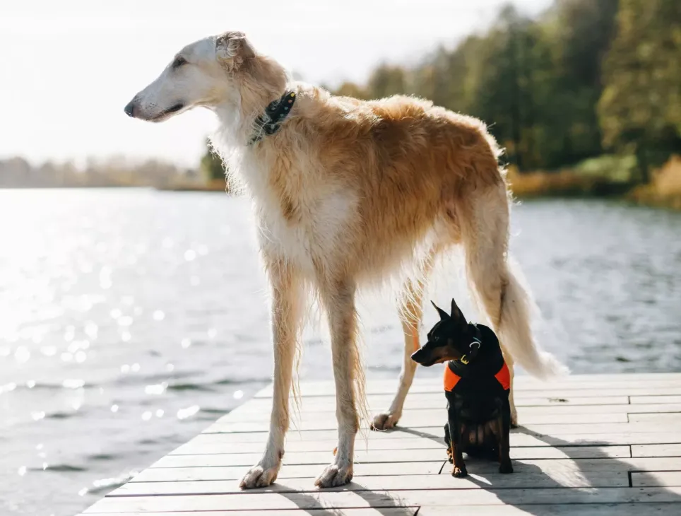 Stor Borzoi står med mindre hund ved vandet