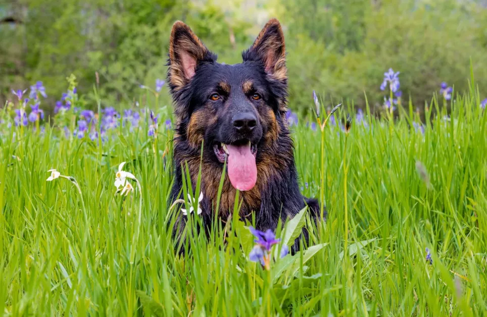 Våd langhåret schæferhund sidder mellem blomster