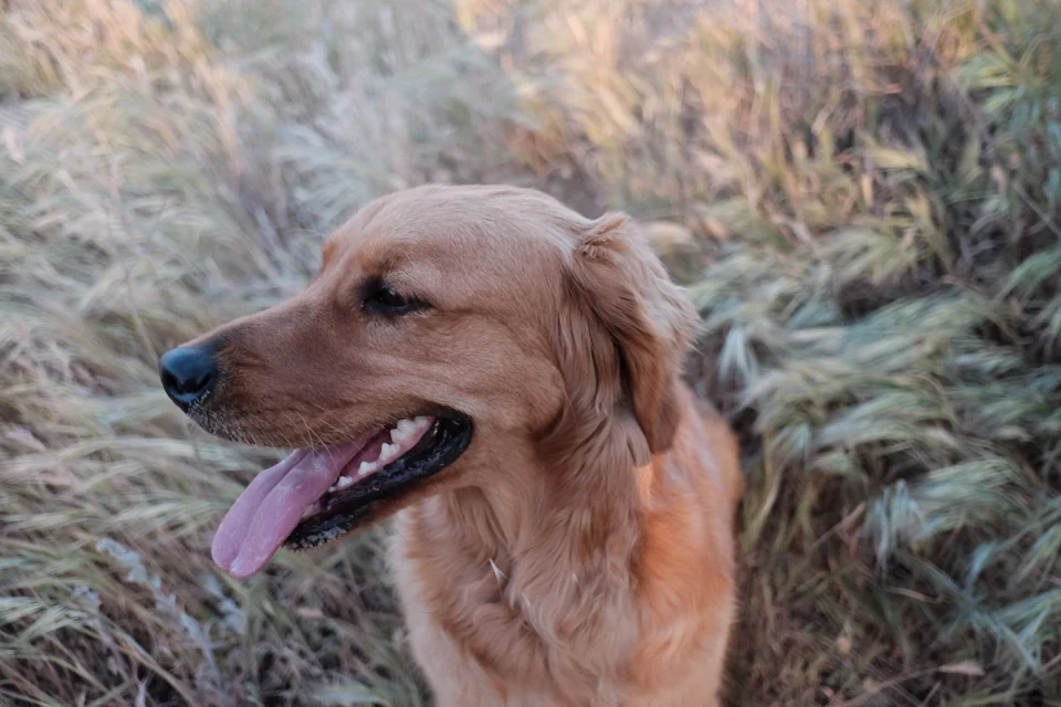 Golden retriever på græs – foto af Snapwire