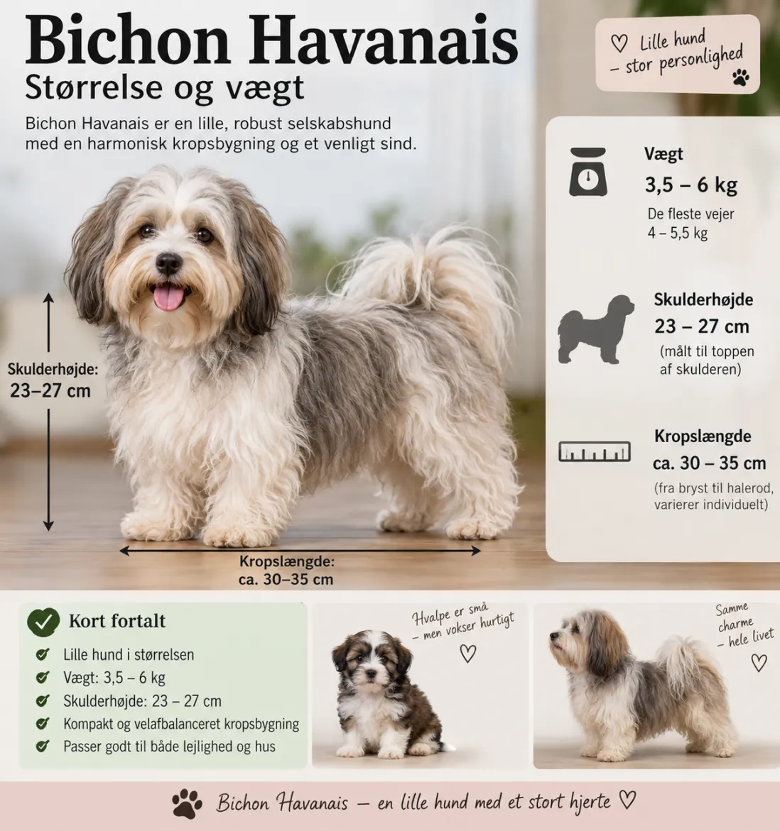 Bichon Havanais størrelse og vægt