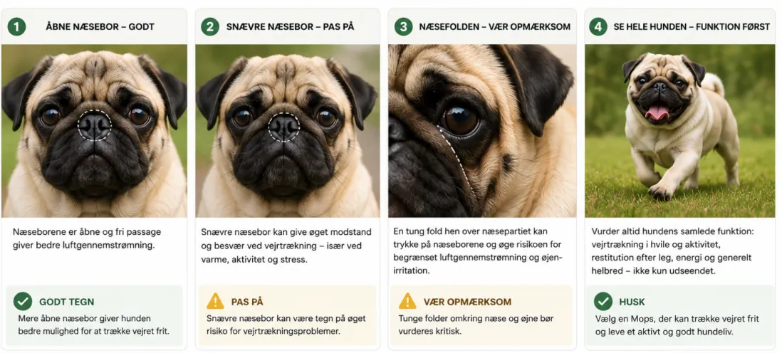 BOAS – næsebor, ansigt og funktion