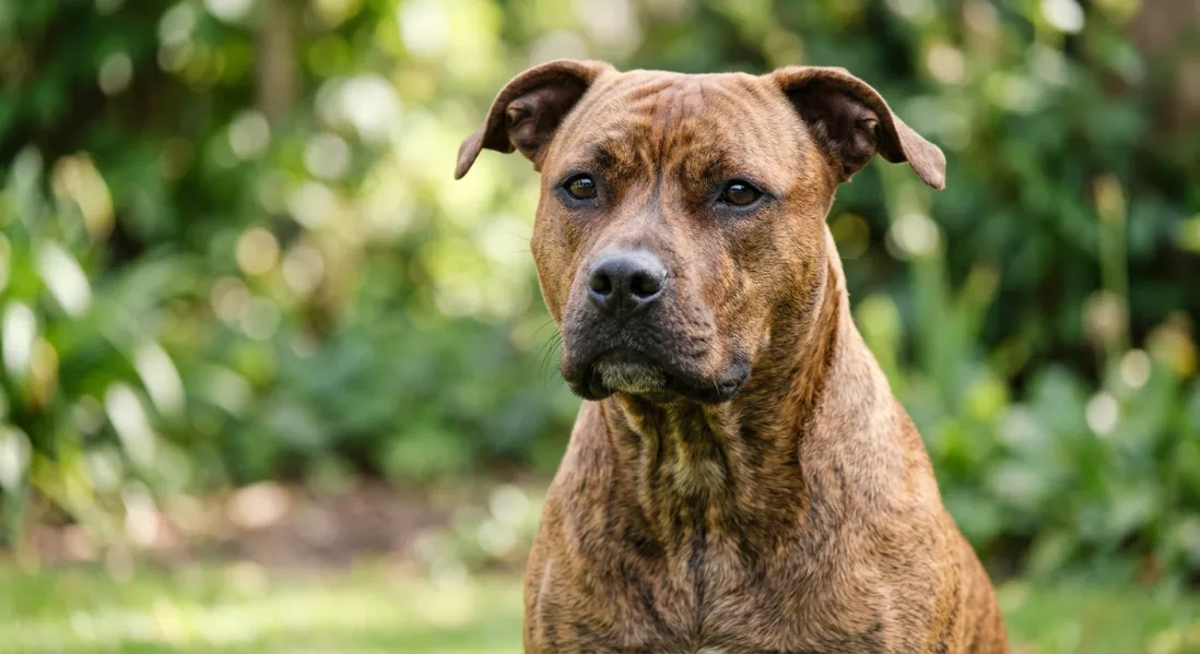 Nærbillede af amerikansk staffordshire terriers hoved med naturlige ører.