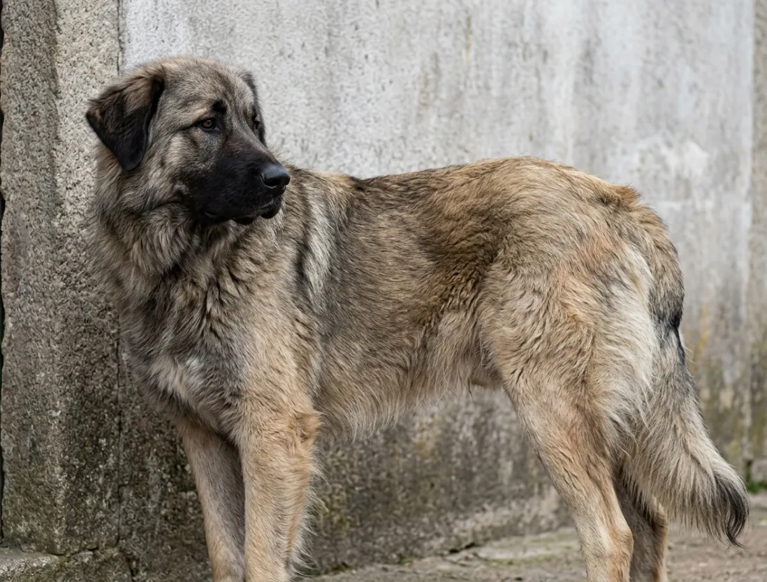 Ung Bergamasco med blødere pels ved siden af voksen Bergamasco med filtbånd.