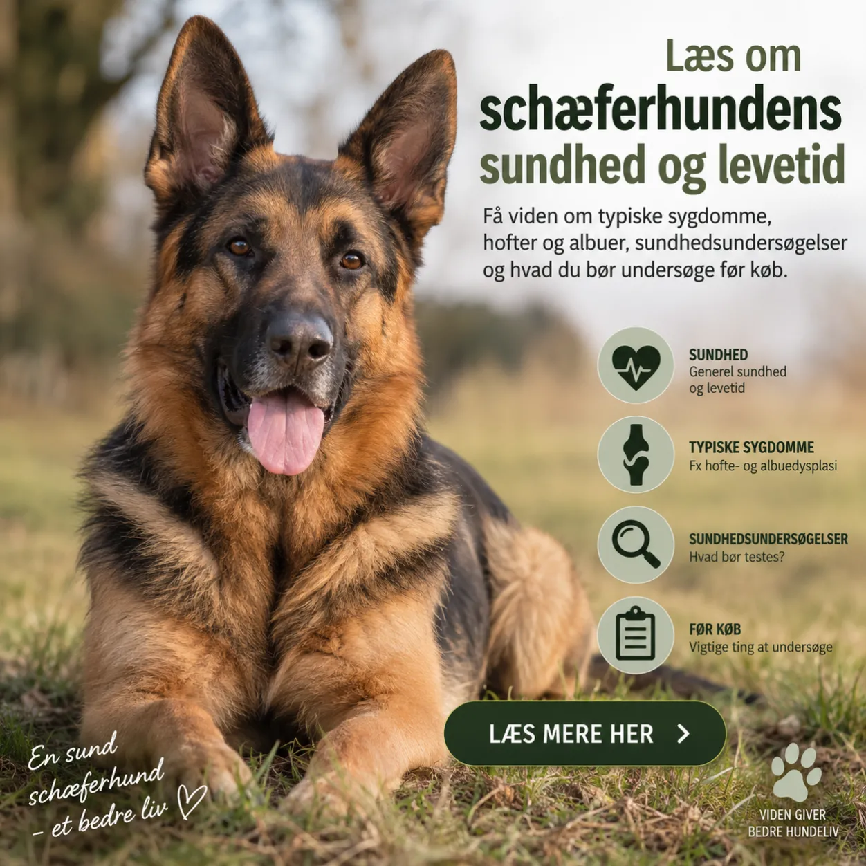 Schæferhund sundhed og levetid