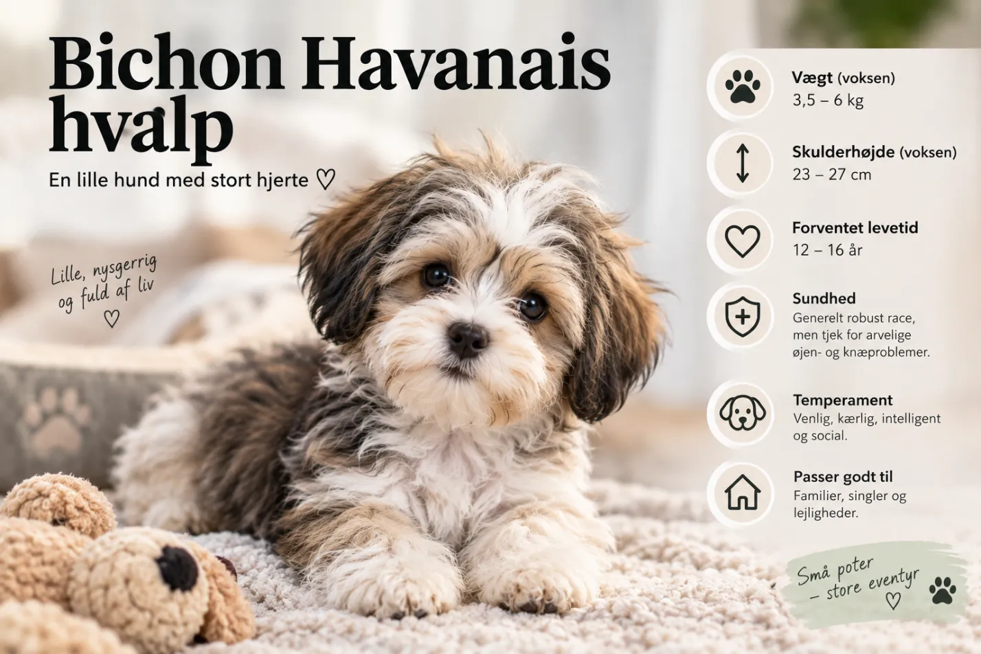 Bichon Havanais hvalp