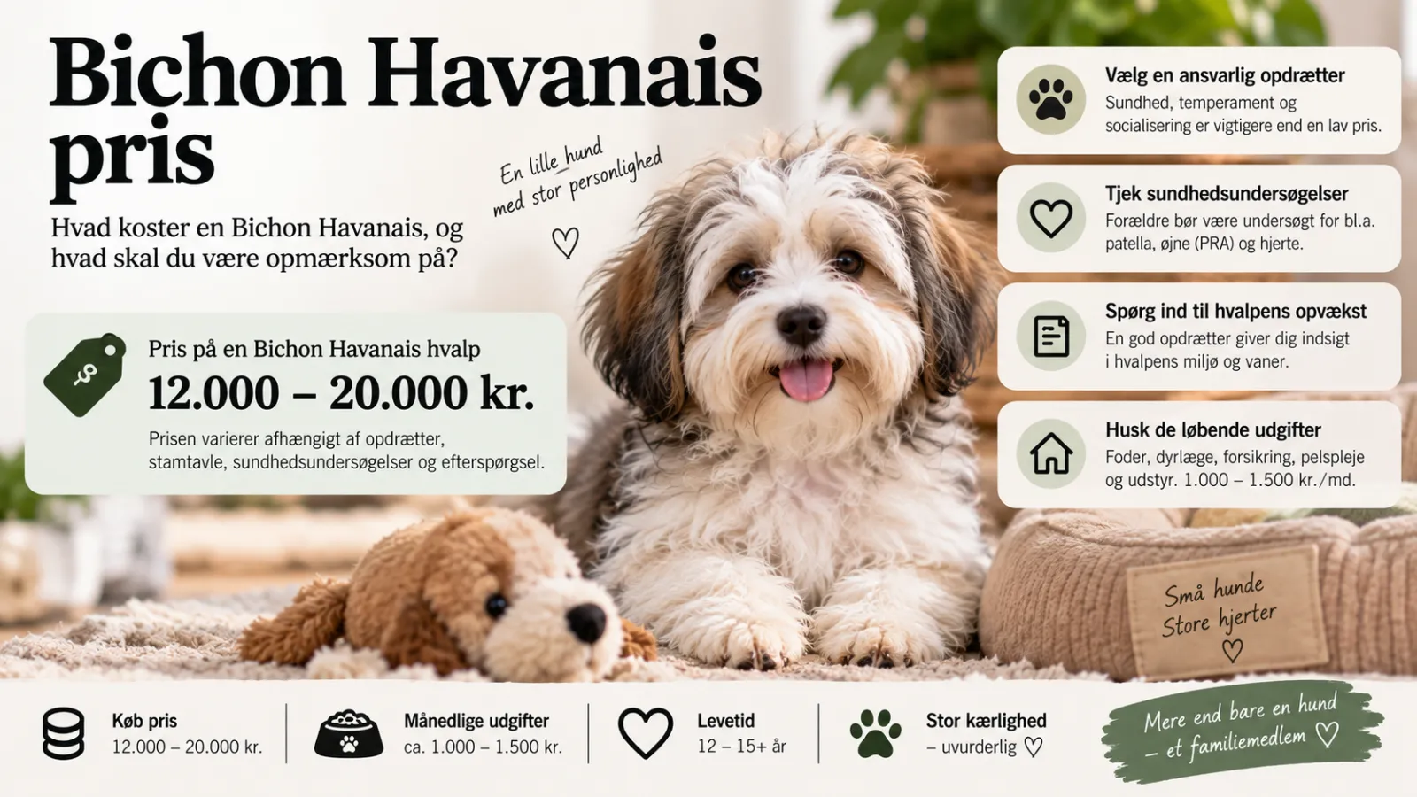 Bichon Havanais pris