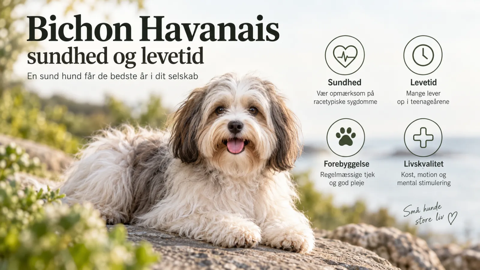 Bichon Havanais sundhed og levetid