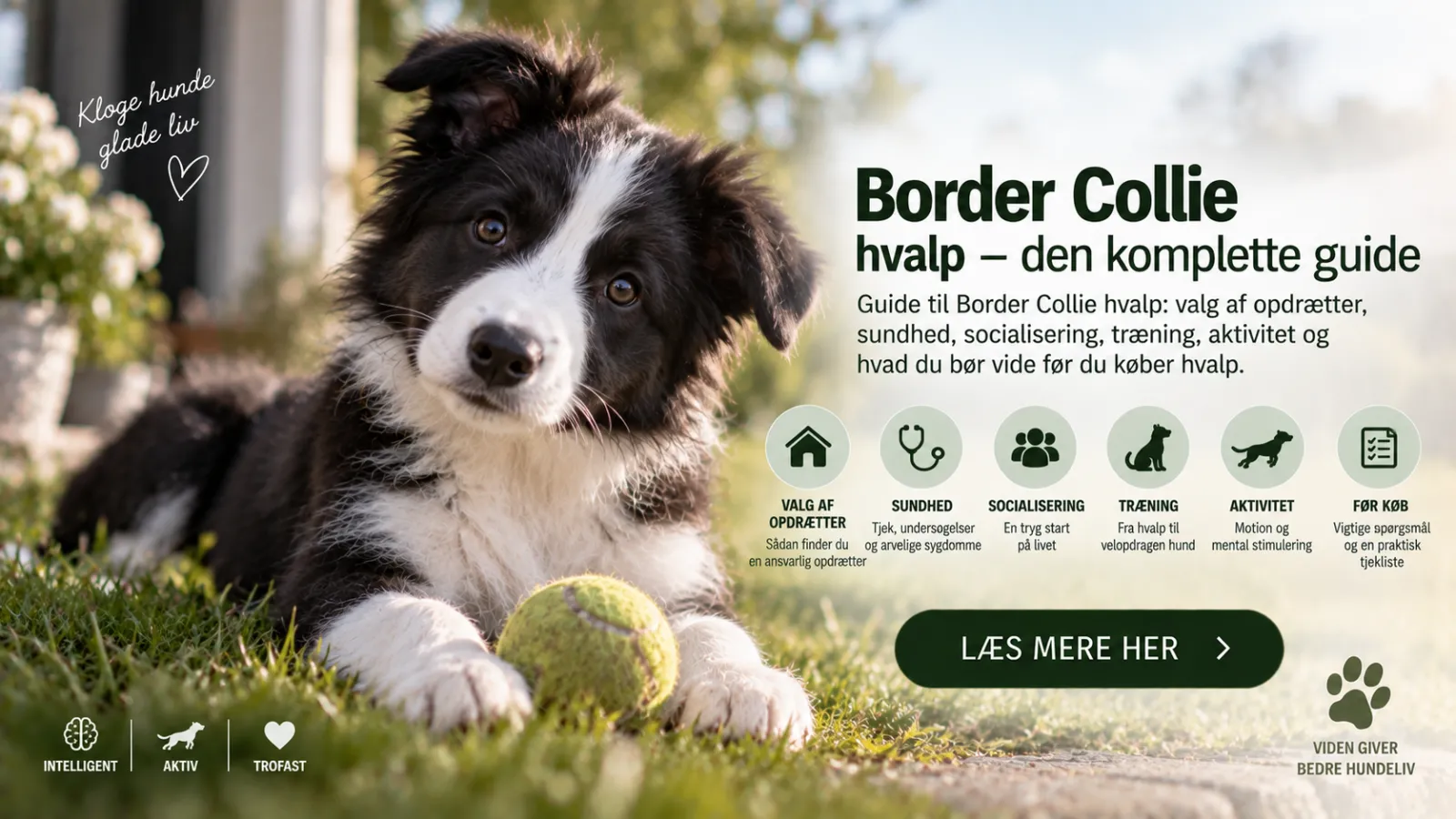 Border Collie hvalp