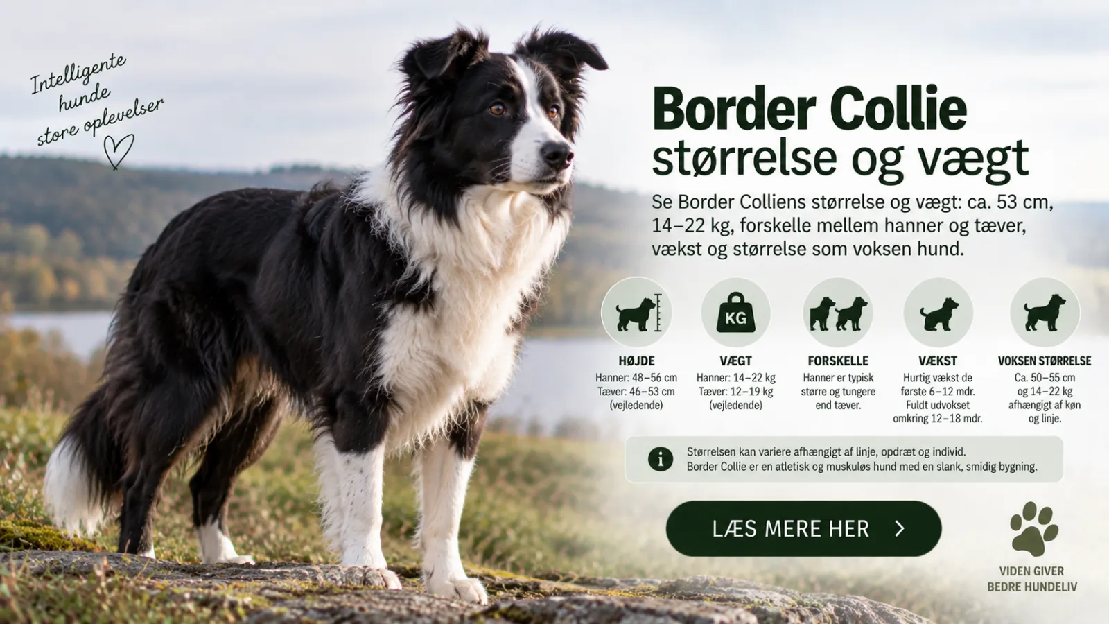 Border Collie størrelse og vægt