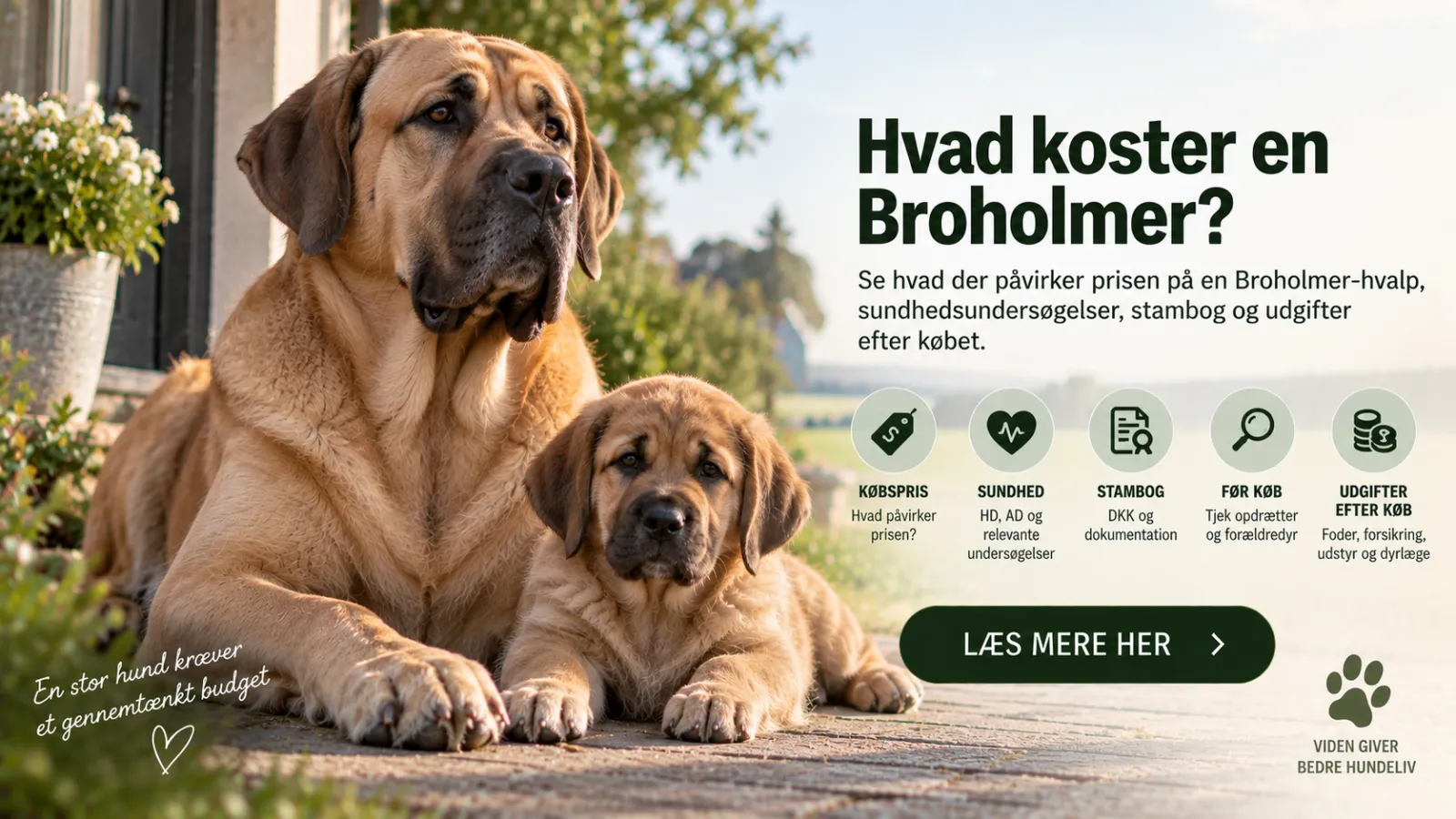 Broholmer pris