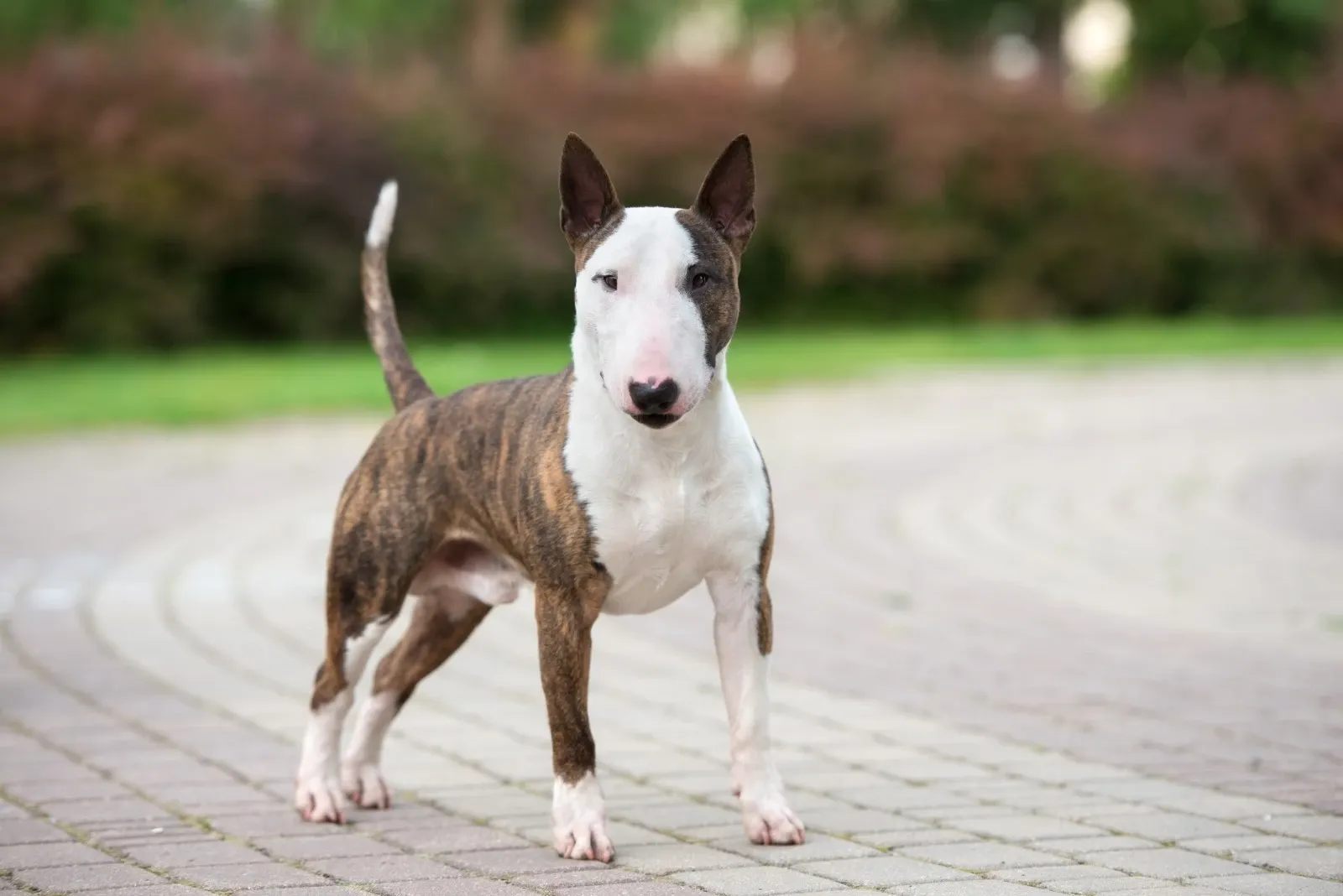 Elemental Blændende elektropositive Bull terrier - En venlig og ligevægtig hund der kræver tålmodighed