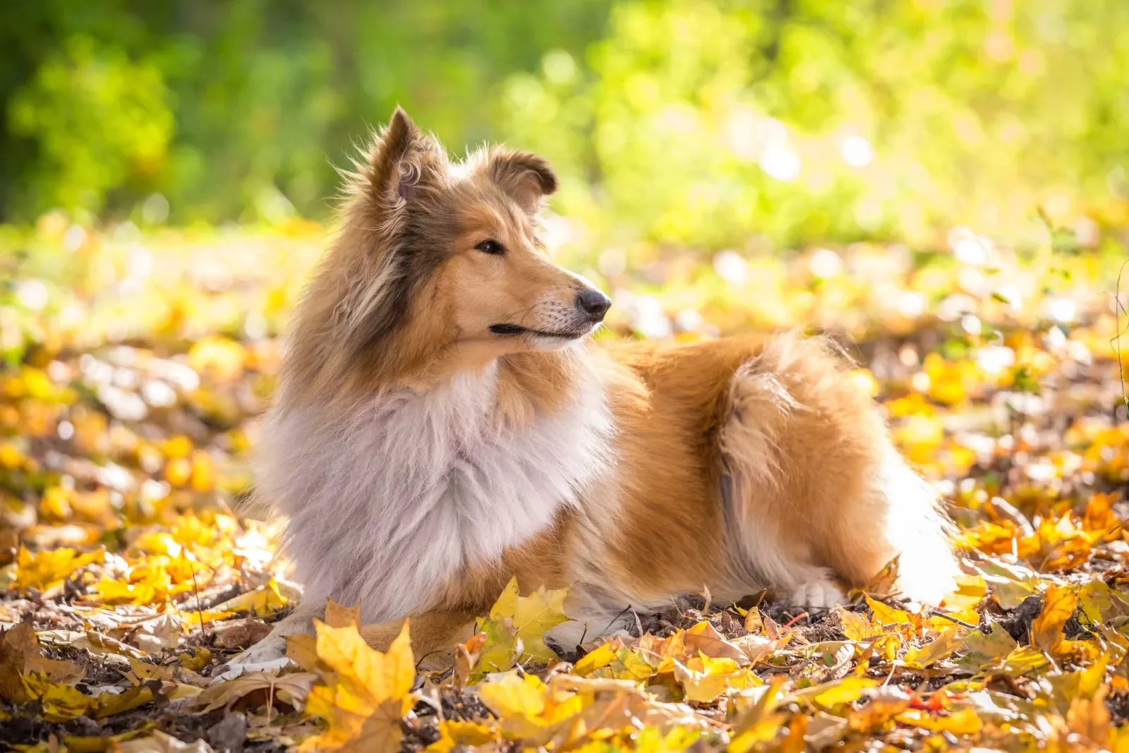 langsom I udlandet forvrængning Collie - En social og dygtig hunderace der blev kendt fra Lassie