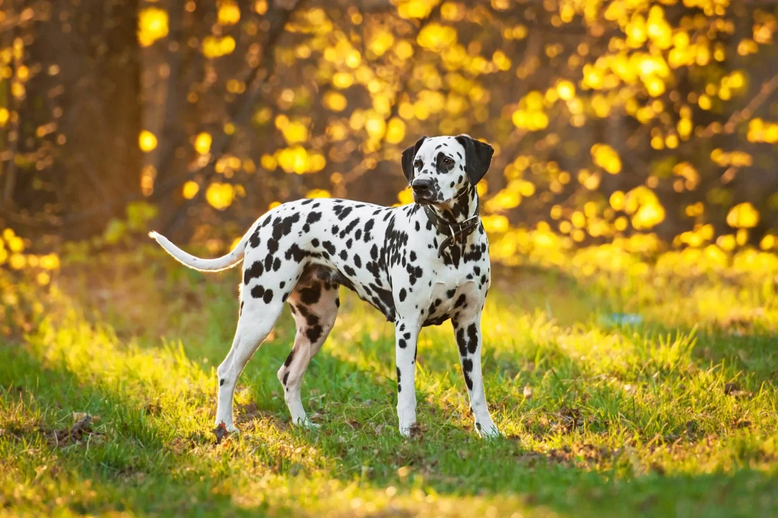 Dalmatiner - En aktiv, selvstændig og hund