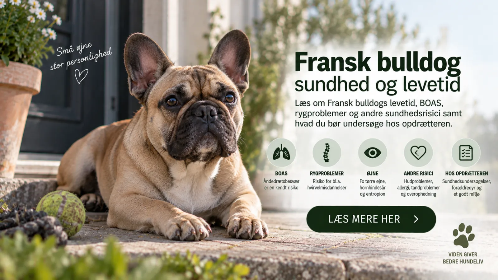 Fransk bulldog sundhed og levetid