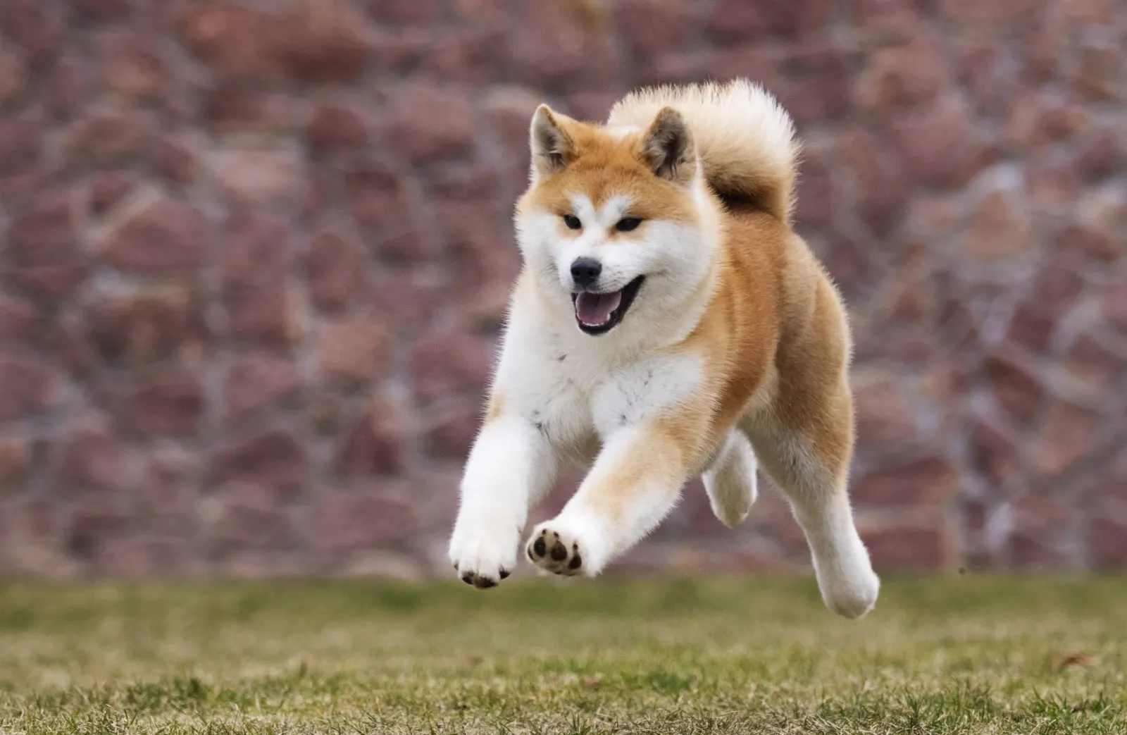 Akita - En selvsikker, dominerende hund