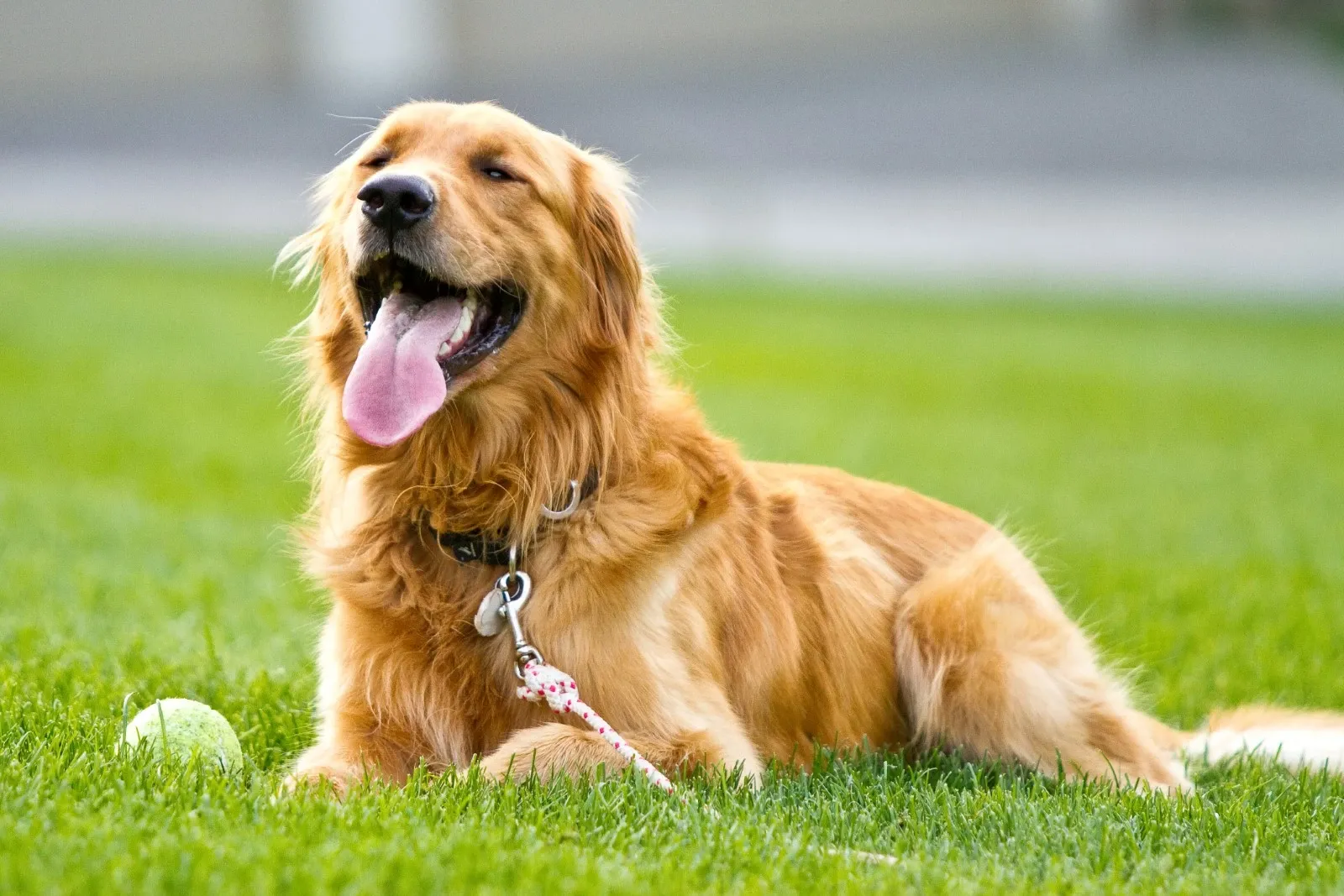 Golden retriever - En venlig familiehund