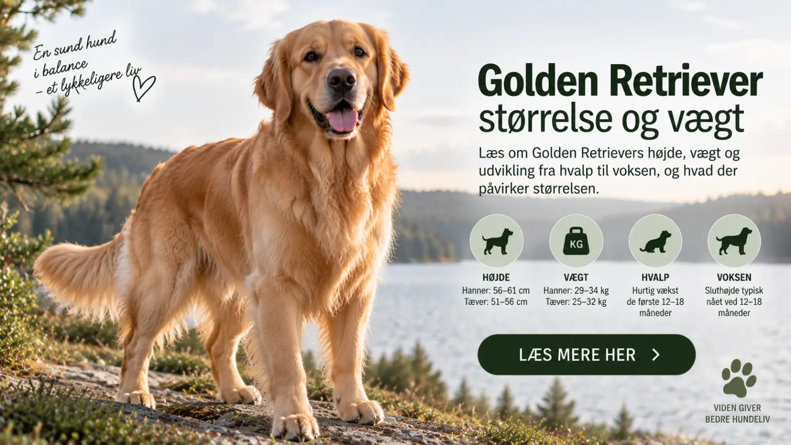 Golden Retriever størrelse og vægt