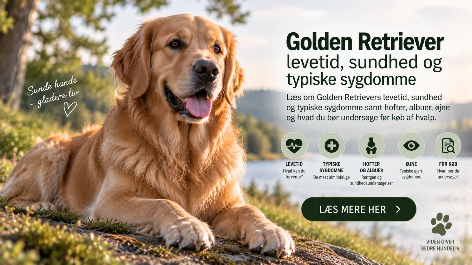 Golden Retriever sundhed og levetid