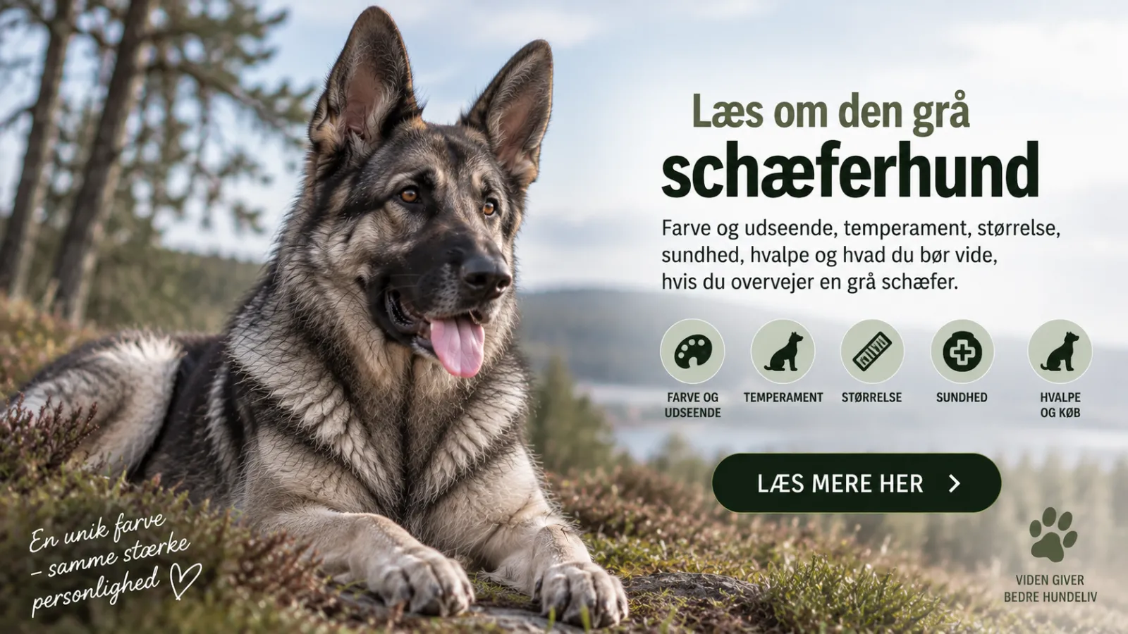 grå schæferhund