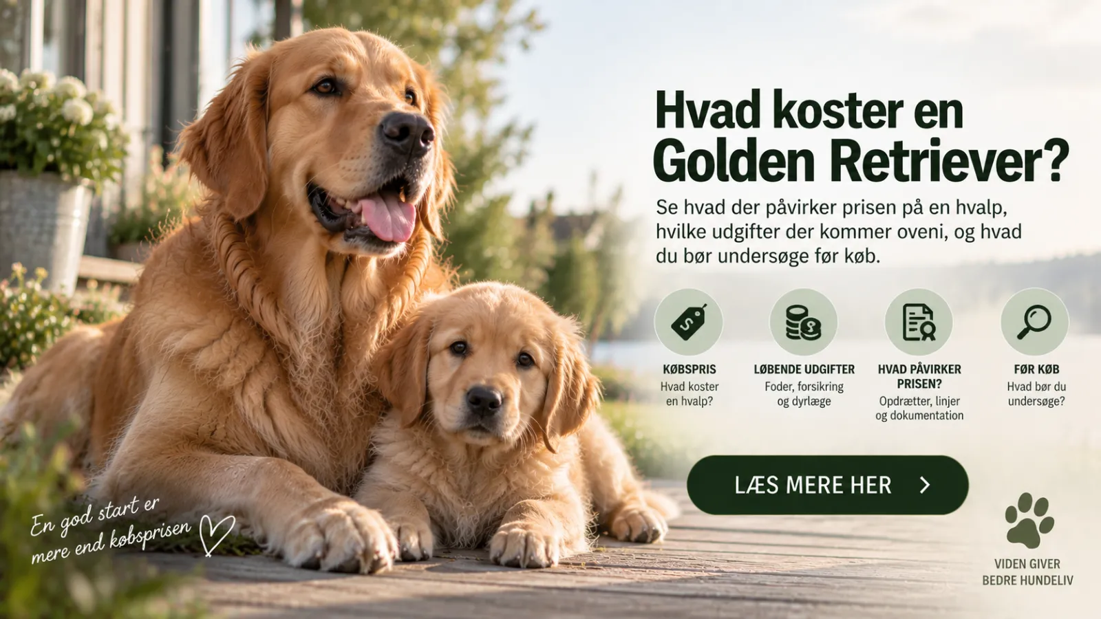 Hvad koster en Golden Retriever