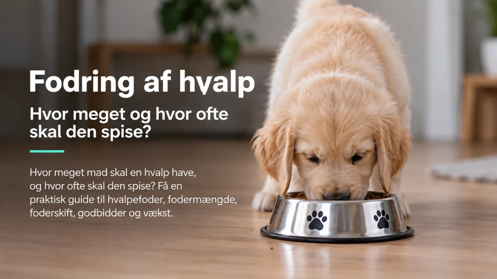 Fodring af hvalp