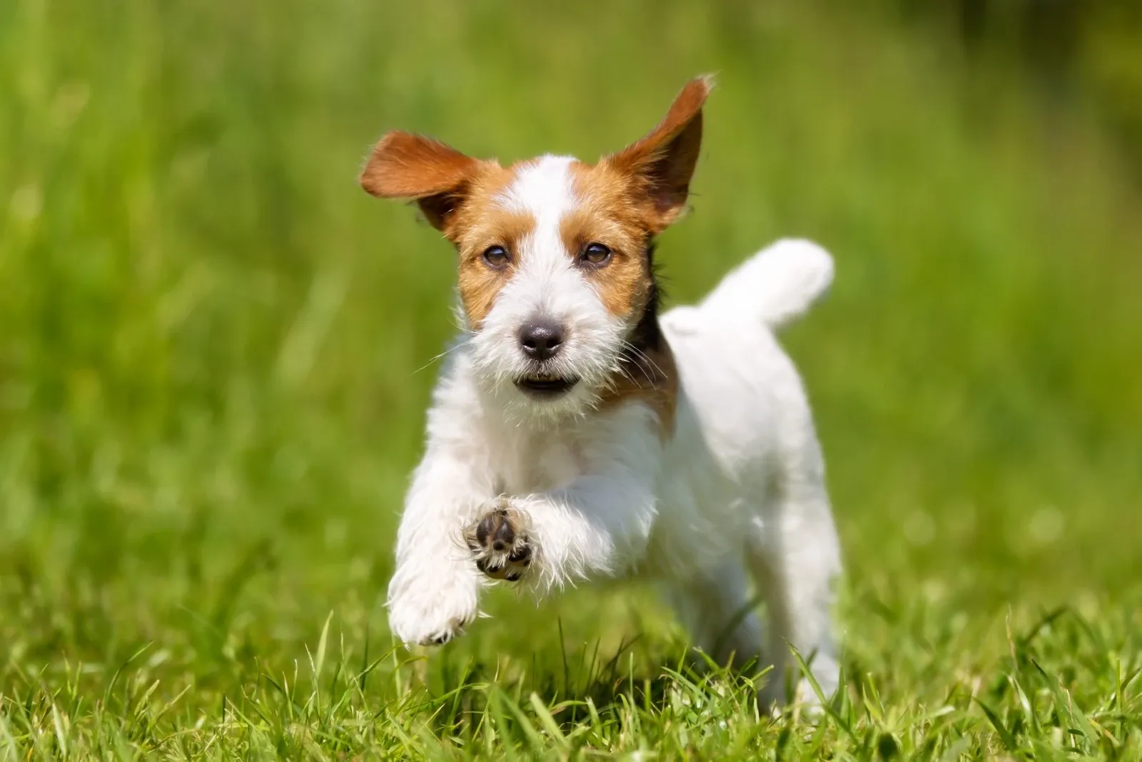russell terrier - lille hund med stort aktivitetsniveau