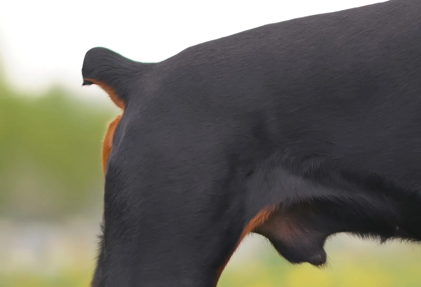 Halekupering Hvorfor klipper man halen af hunde