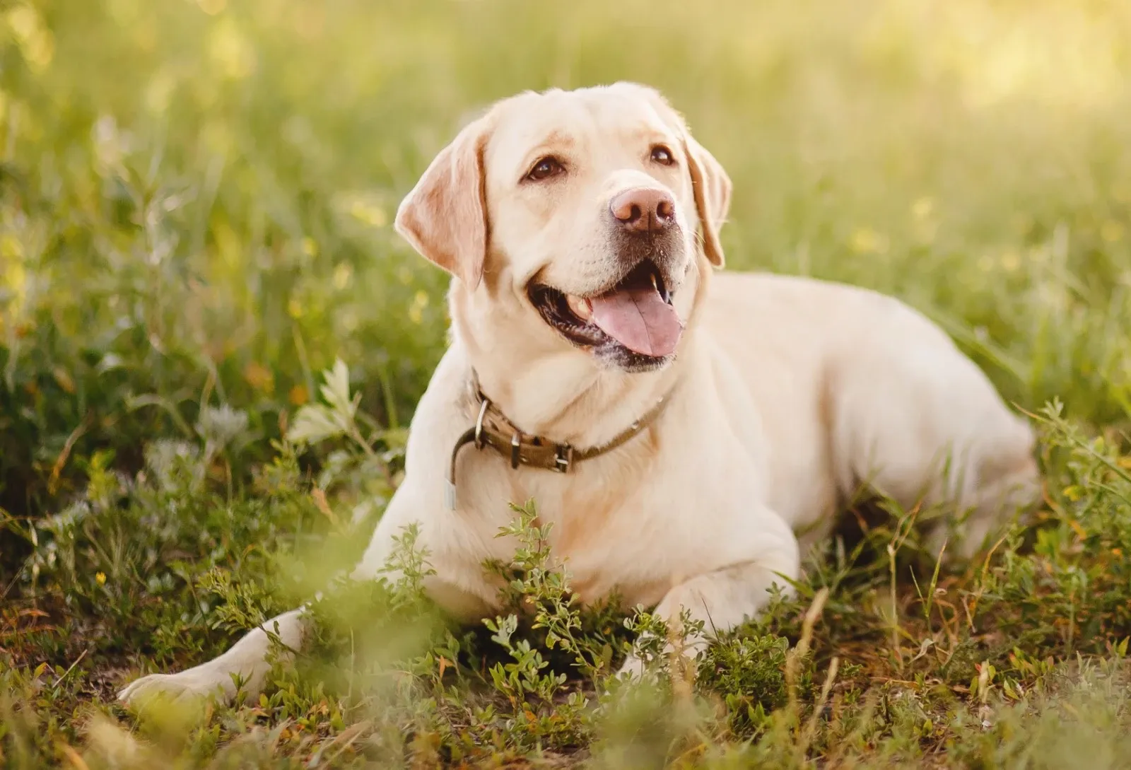 omvendt Tegnsætning aktivt Labrador retriever - En af verdens mest populære hunde