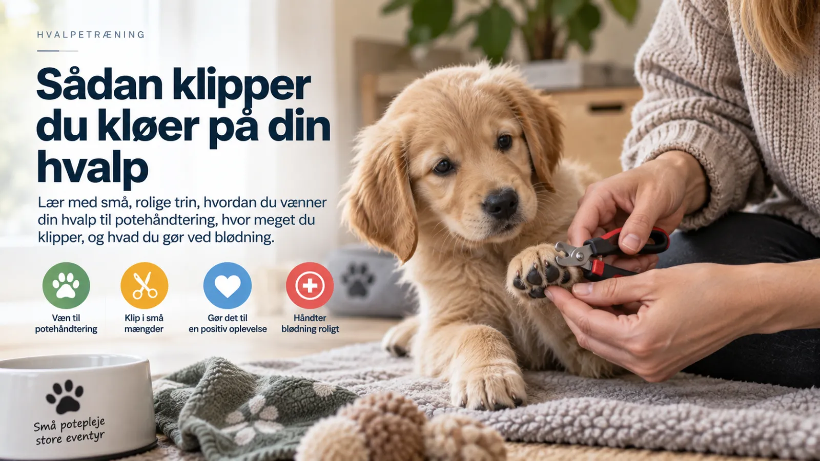 Lær at klippe kløer på din hvalp med små, rolige trin. Se hvordan du vænner den til potehåndtering, hvor meget du klipper, og hvad du gør ved blødning.