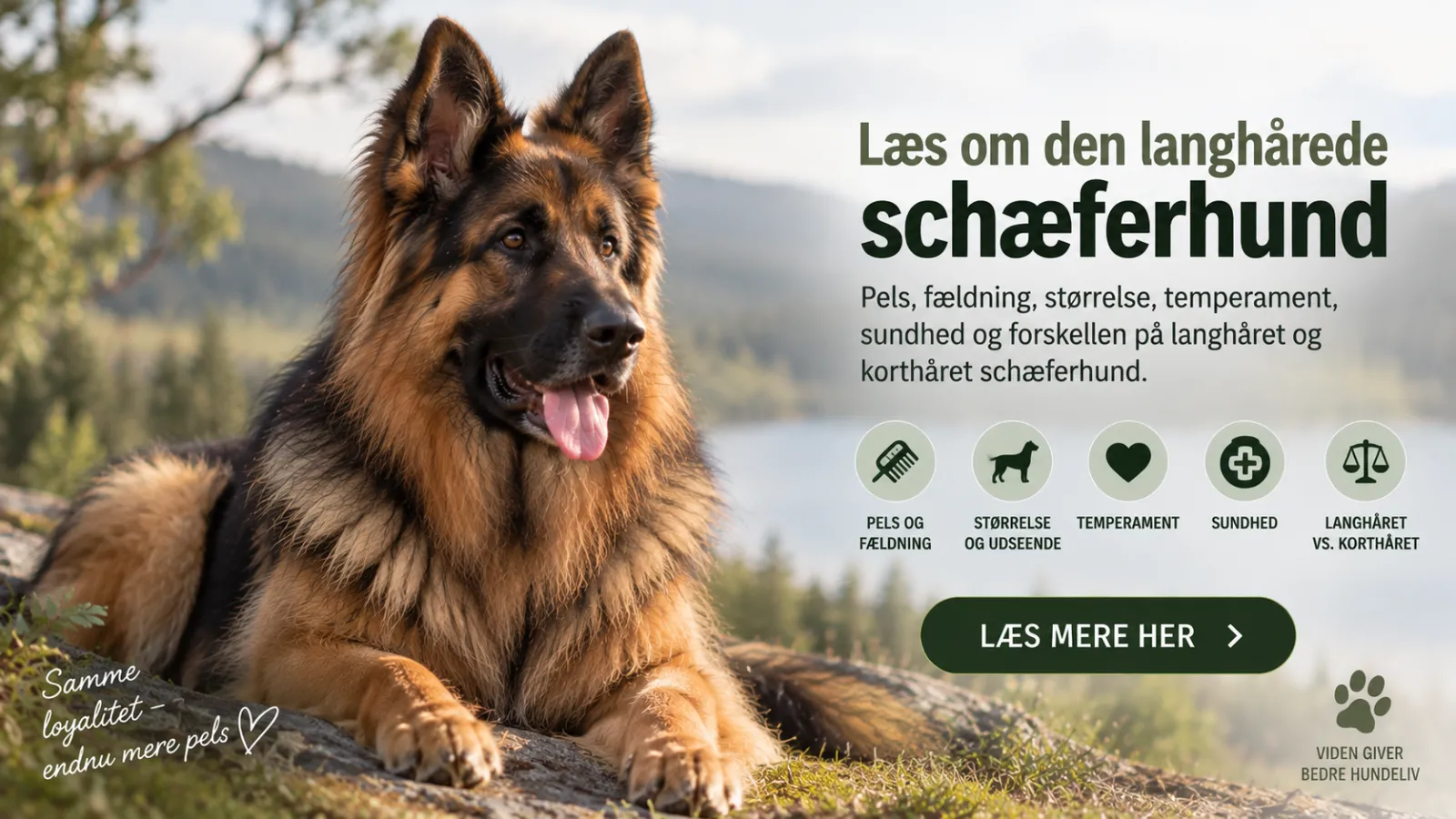 langhårede schæferhund