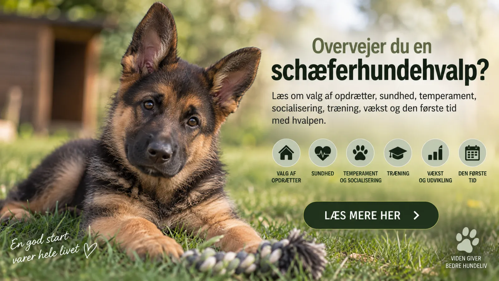 Overvejer du en schæferhundehvalp