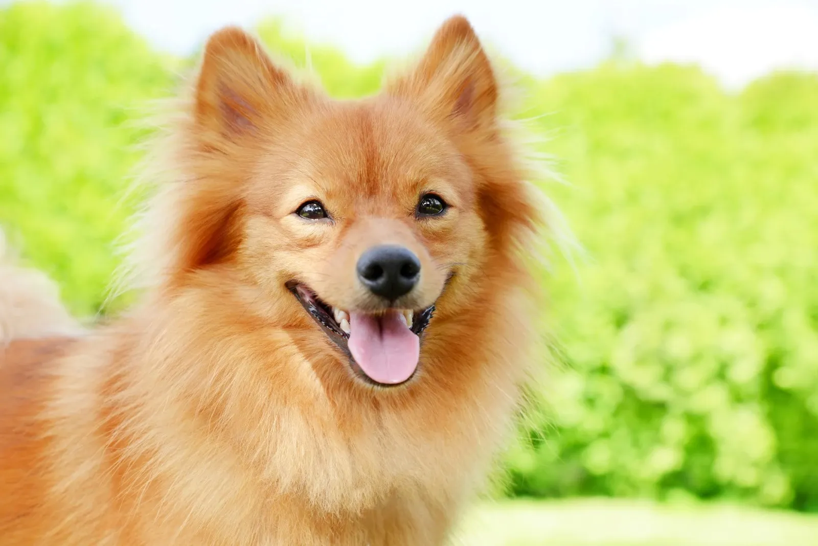 Pomeranian -En ufattelig stor hund i en ufattelig lille krop