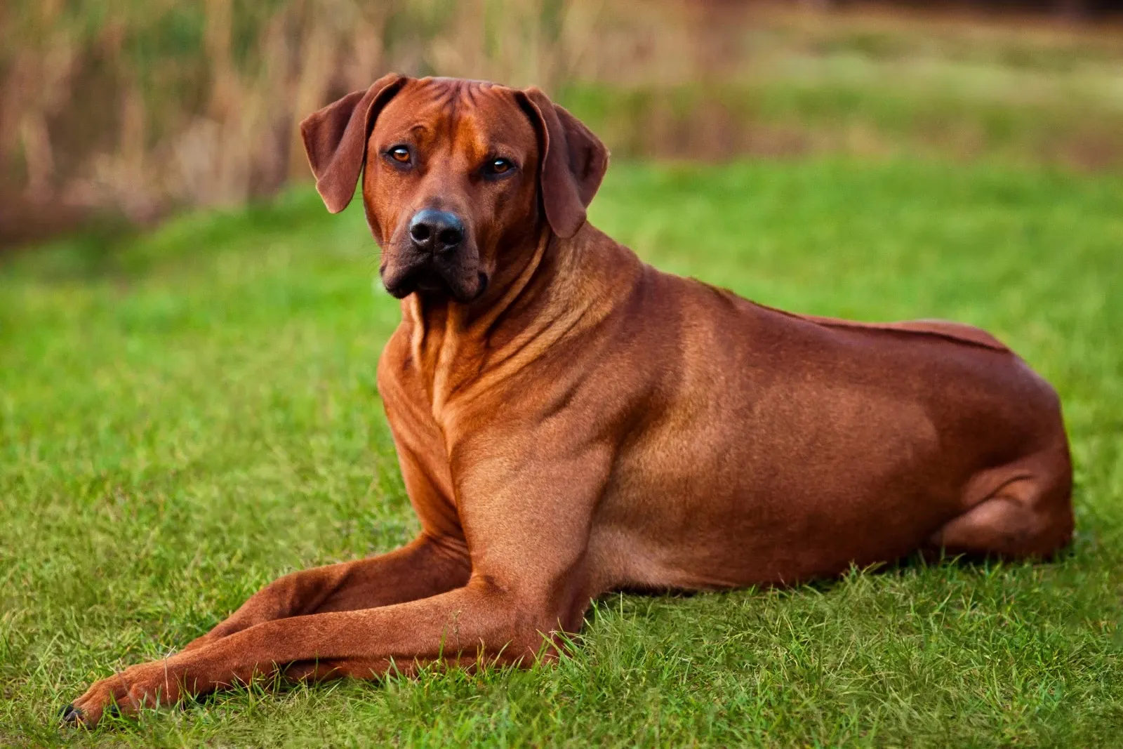 hastighed forseelser royalty Rhodesian ridgeback - En selvstændig hund med en stærk vilje