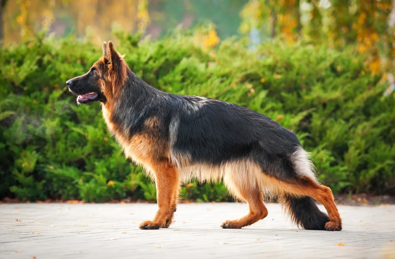 Fundament Optimisme efterligne Schæferhund - Fakta og racebeskrivelse af Schæferen