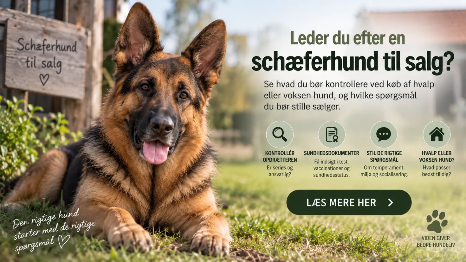 Schæferhund til salg