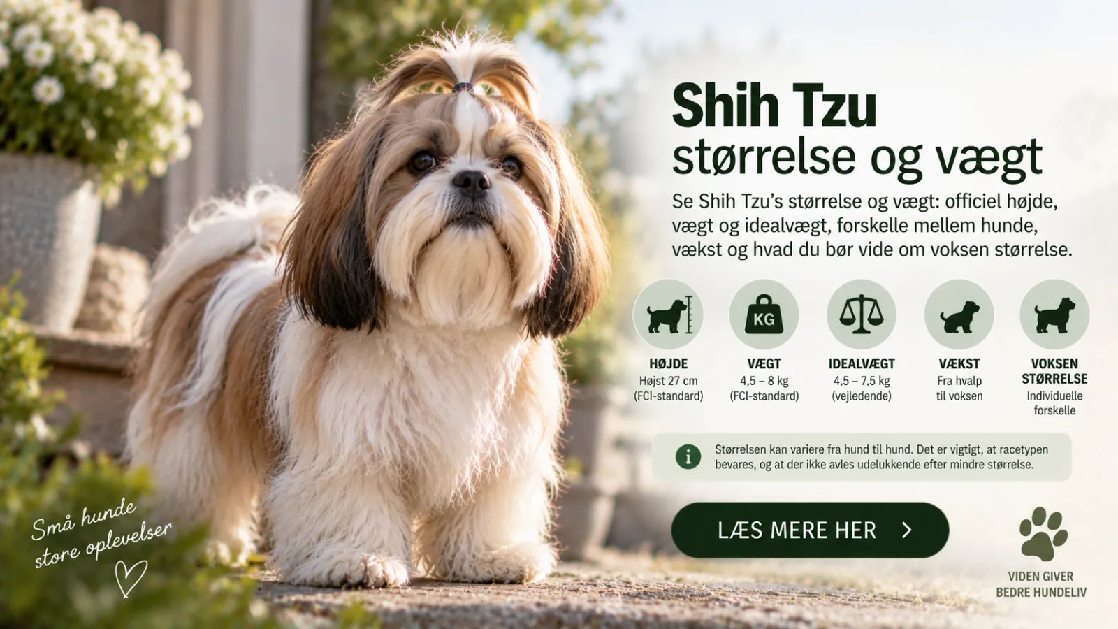 Shih Tzu størrelse og vægt