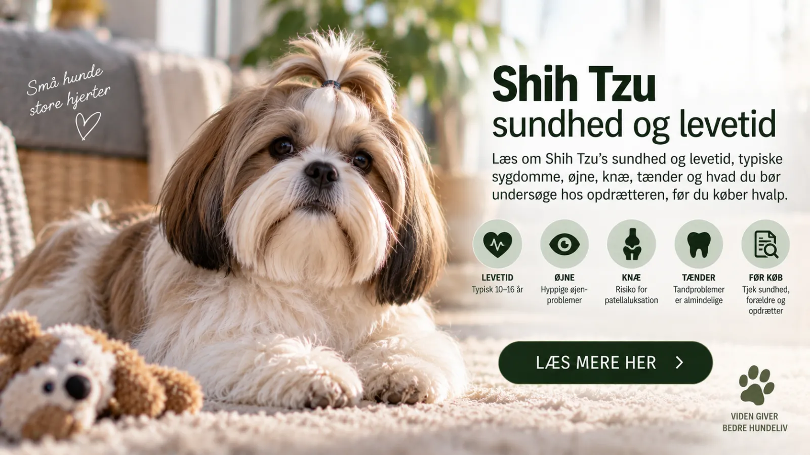 Shih Tzu sundhed og levetid