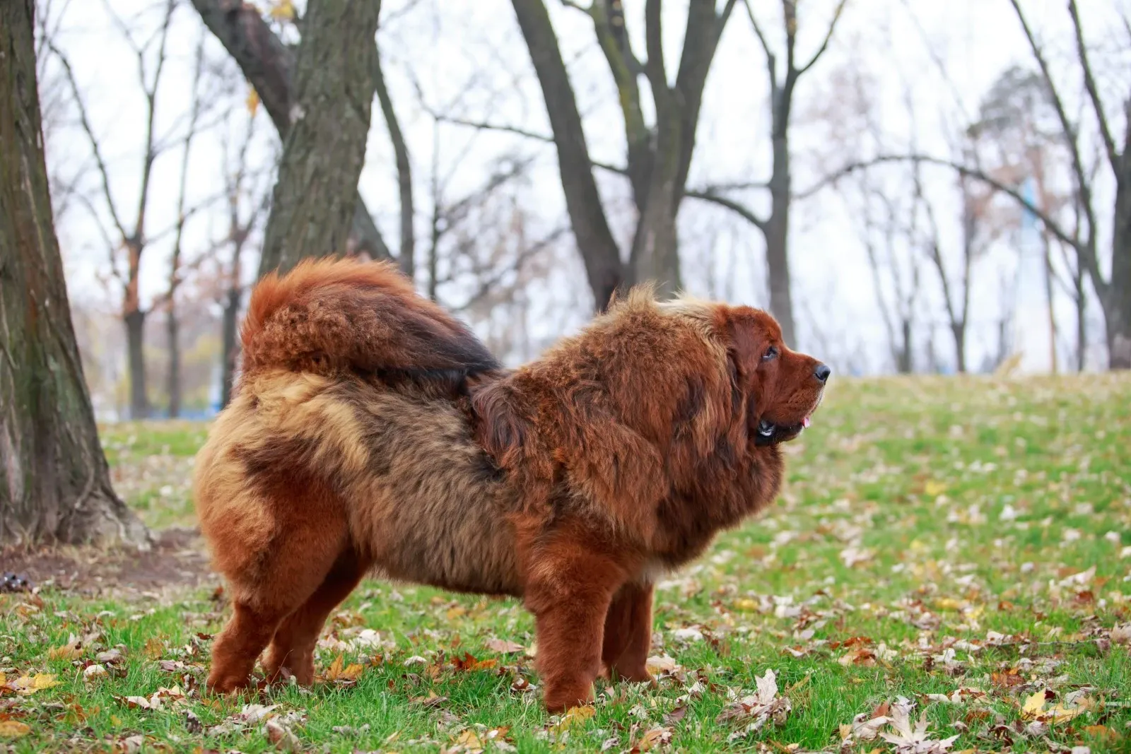Tibetansk Mastiff En Af Verdens ldste Hunderacer