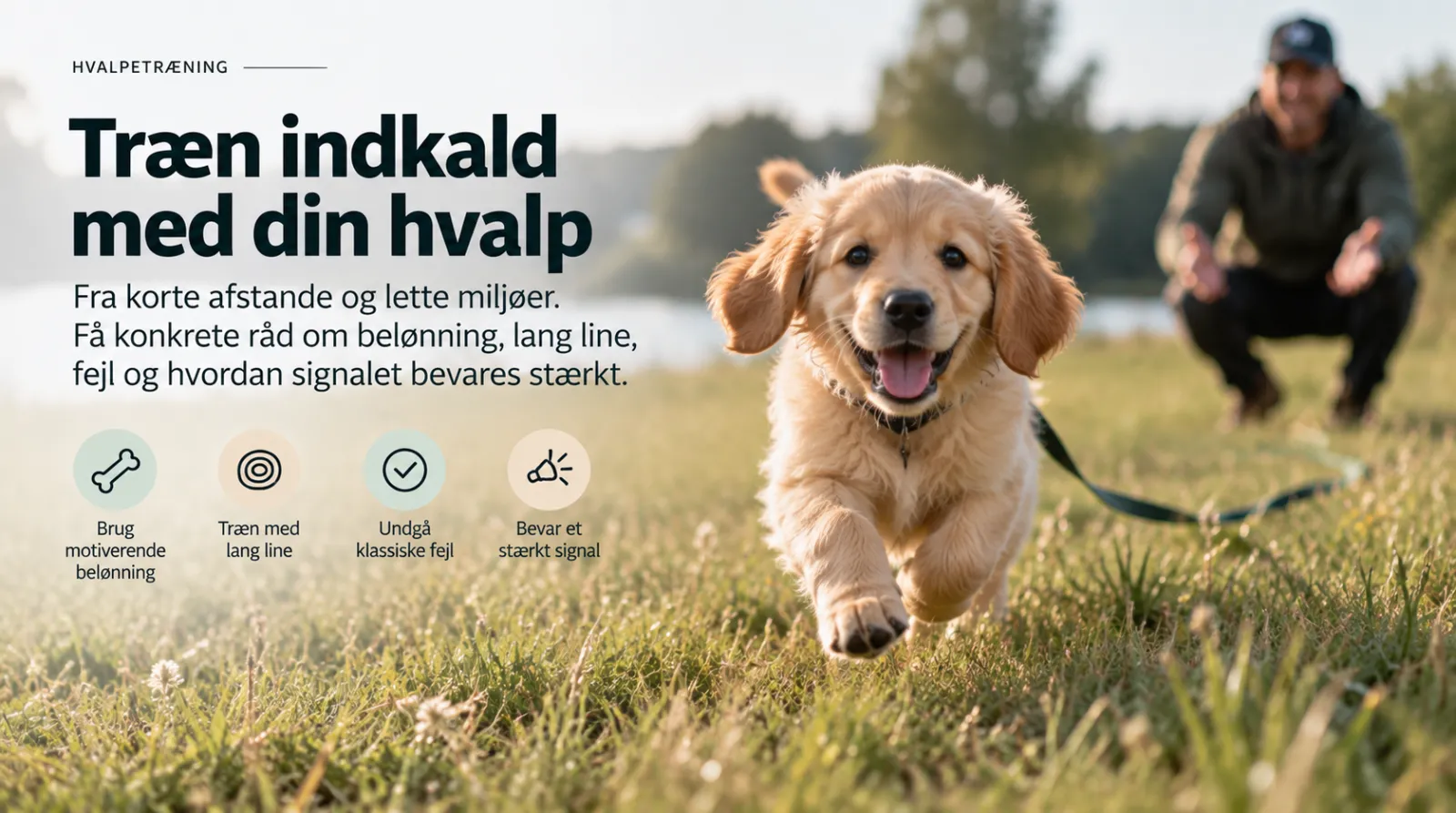 Træn indkald med din hvalp