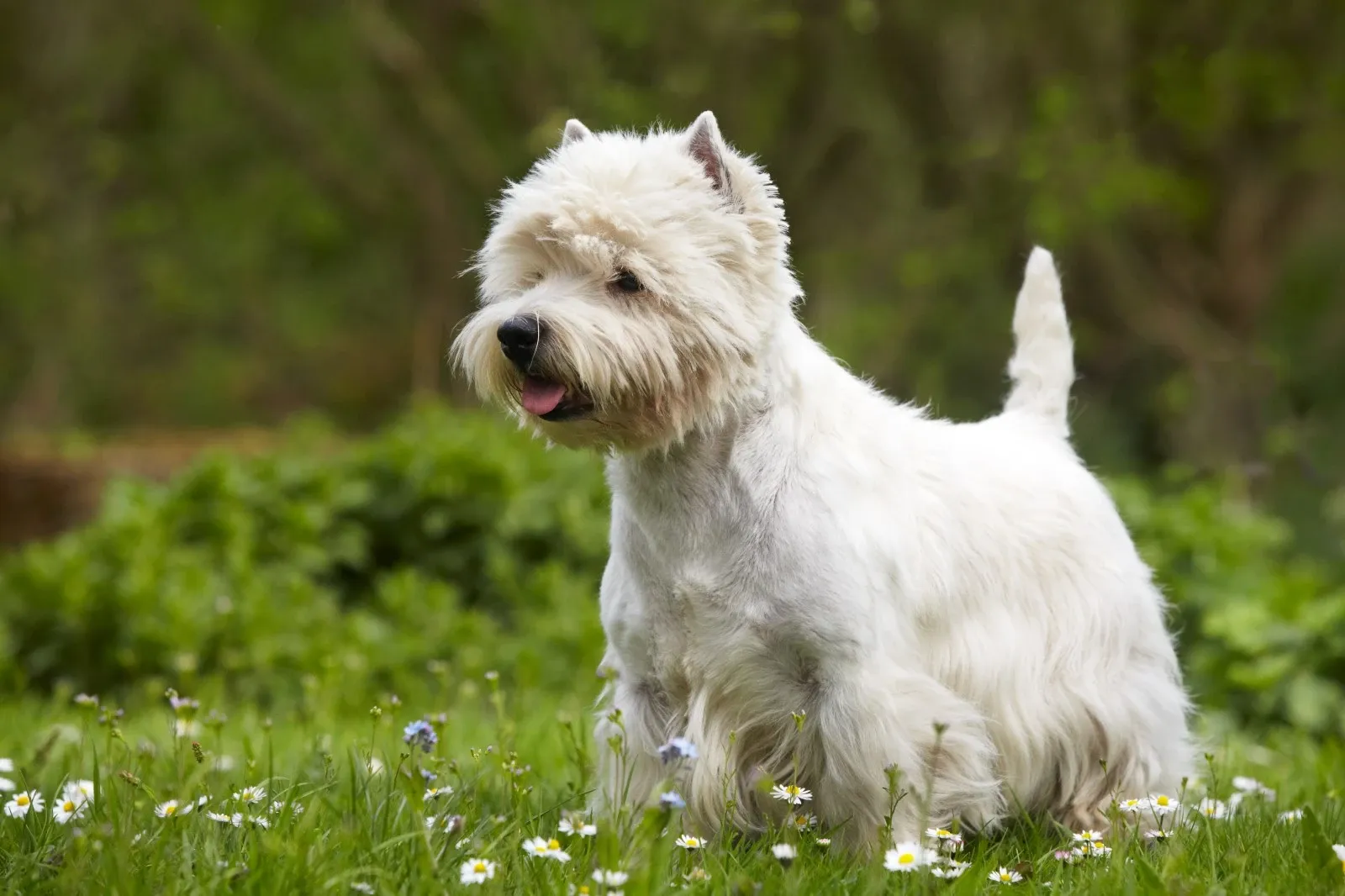 West highland terrier - En sjov finurlig familiehund