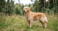 Golden retriever