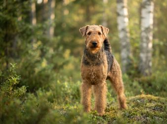 Airedale terrier