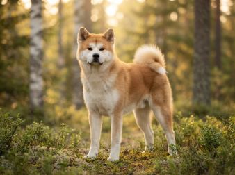 Akita