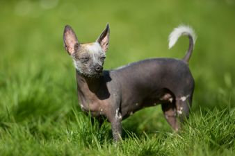 American hairless terrier