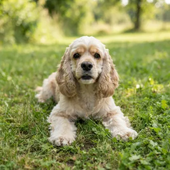 Amerikansk cocker spaniel
