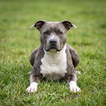 Amerikansk staffordshire terrier